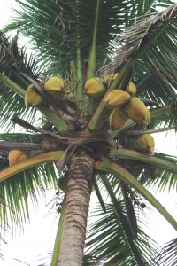 coconut edit