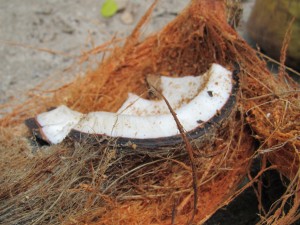 coconut edit-5